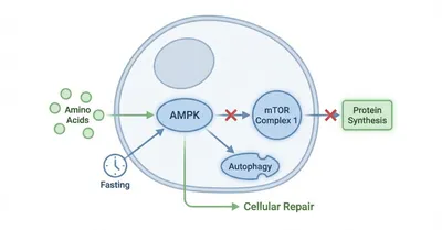 AMPKα2がアミノ酸不足を感知する仕組み、断食中のタンパク質合成を論文から読み解く