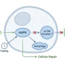AMPKα2がアミノ酸不足を感知する仕組み、断食中のタンパク質合成を論文から読み解く