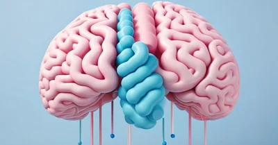 Asprey式プロバイオティクス3種使い分け、腸脳軸・肝臓・全体を整えるQOLアプローチ