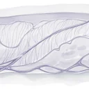 コラーゲンに意味はあるか？論文原理主義者 vs QOL研究家が本気で議論した