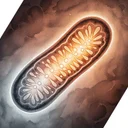 CoQ10、40歳以降はユビキノール形態を選ぶ理由を論文から検証する