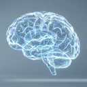 クレアチン10g vs 5g、認知機能への効果は用量で変わるか