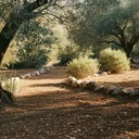 エキストラバージンオリーブオイル、本物の見分け方と正しい保存法