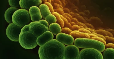 腹八分目を家族で実践、43カ国15万人の研究が示す「食卓の工夫」