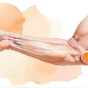 HMBは高齢者の筋力に効くか、プレバイオティクスの上乗せは腸が本命