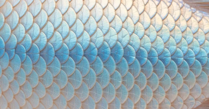 MINDダイエットと認知機能、観察研究は有効でもRCTは有意差なし。地中海食との比較