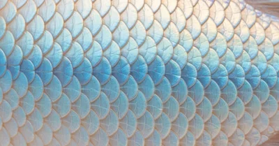 MINDダイエットと認知機能、観察研究は有効でもRCTは有意差なし。地中海食との比較