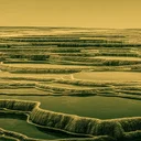 筋幹細胞は「生存」を選び「再生」を捨てる、老化の新メカニズム