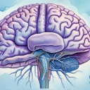 Neuro-Mag再検証。マグネシウムL-スレオネートは本当に脳内Mgを上げるのか