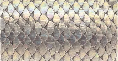 PREDIMED撤回騒動の真相。地中海食エビデンスは崩壊したのか