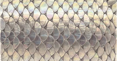 PREDIMED撤回騒動の真相。地中海食エビデンスは崩壊したのか