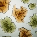 サイリウム（オオバコ）は痩せる？体重-2.1kgとLDLの変化を効果サイズで検証