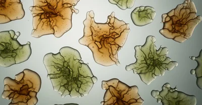 サイリウム（オオバコ）は痩せる？体重-2.1kgとLDLの変化を効果サイズで検証