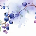 プテロスチルベンはレスベラトロールの上位互換か。吸収率の差をヒトで読む