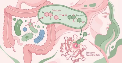 S-エクオール、大豆イソフラボン代謝物の最新エビデンスを論文から解説