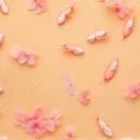 桜エビのカルシウムとキチン質、吸収率と健康効果を論文で検証する