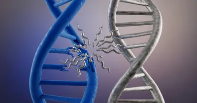 スペルミジンの効果サイズ、オートファジー促進はどの程度か検証