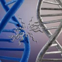 スペルミジンの効果サイズ、オートファジー促進はどの程度か検証