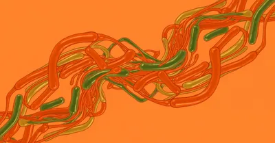 ウロリチンA、ミトコンドリアを掃除する成分。5つのRCTが示す筋力・免疫への効果