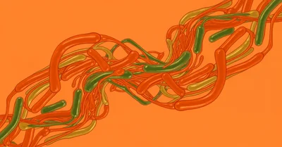 ウロリチンA、ミトコンドリアを掃除する成分。5つのRCTが示す筋力・免疫への効果