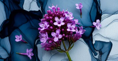 バレリアンは本当に眠れる？睡眠ハーブの効果・副作用・使い方ガイド