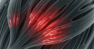 WPCとWPIで効果サイズは変わらない。メタアナリシスが示した意外な事実